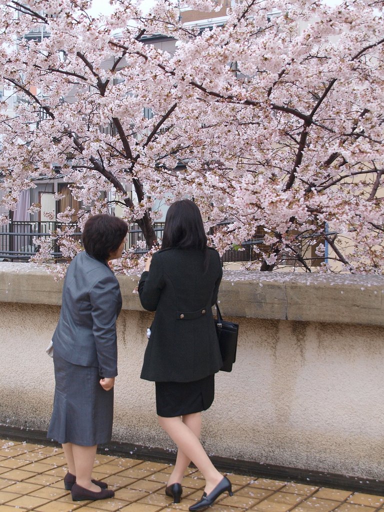 【桜】入学式