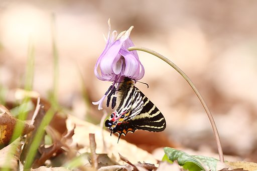 ギフチョウ　2010-3
