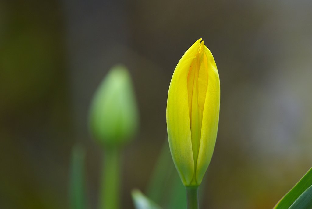 間もなく開花