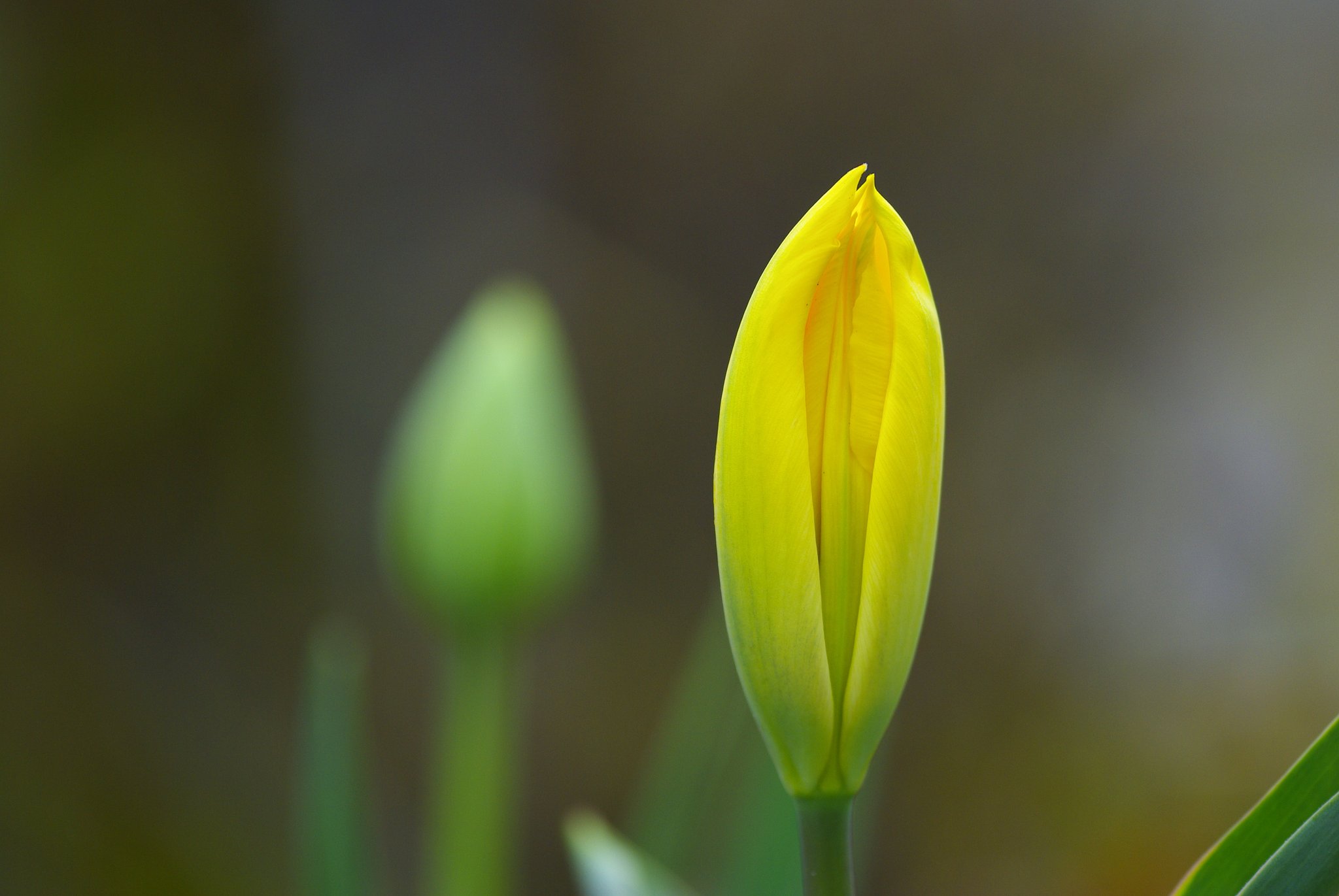 間もなく開花