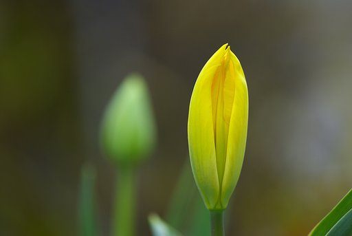 間もなく開花