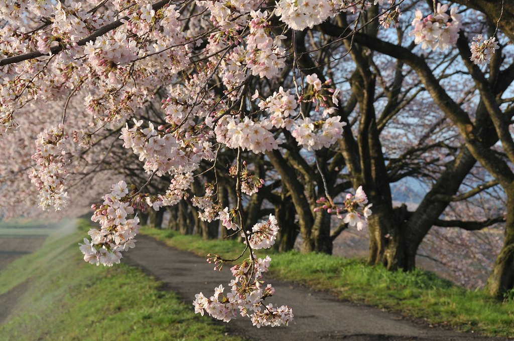 桜咲く