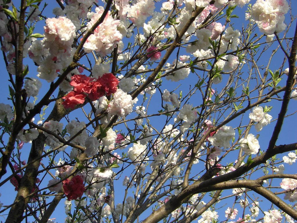 今朝の撮りたて（４月８日）花もも