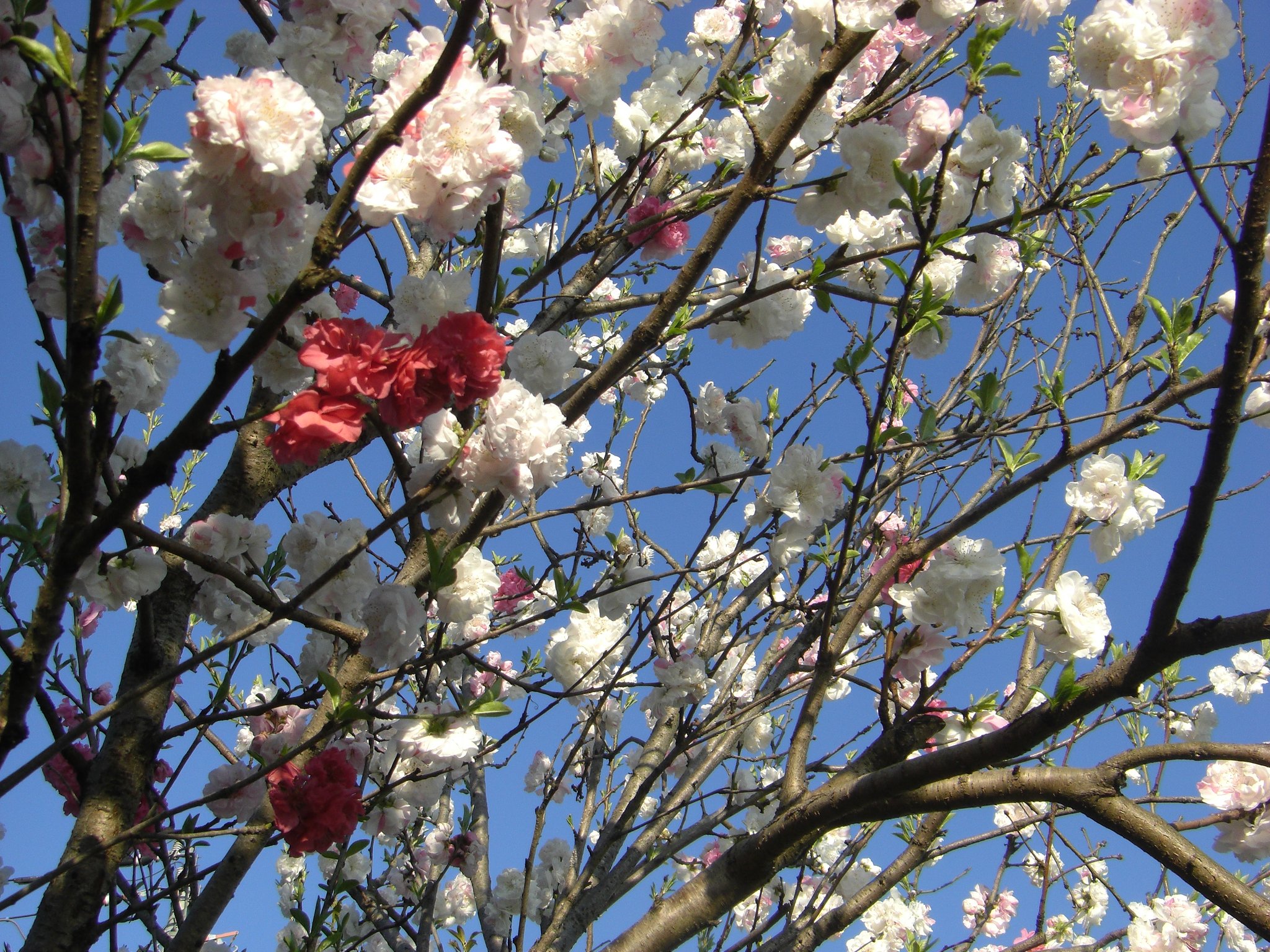 今朝の撮りたて（４月８日）花もも
