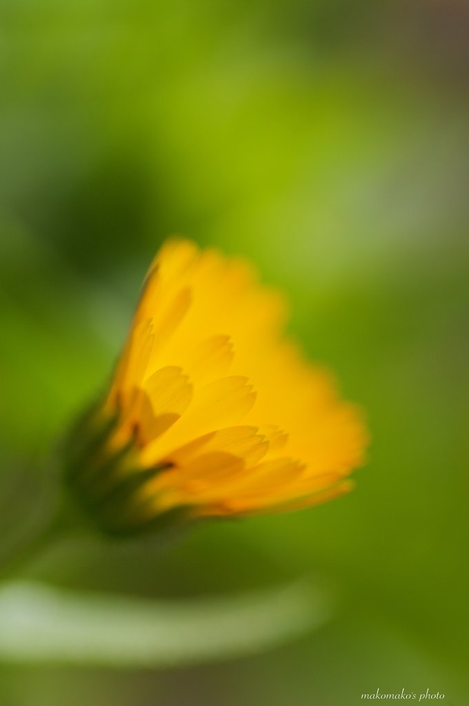 冬知らずの花