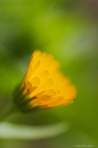 冬知らずの花