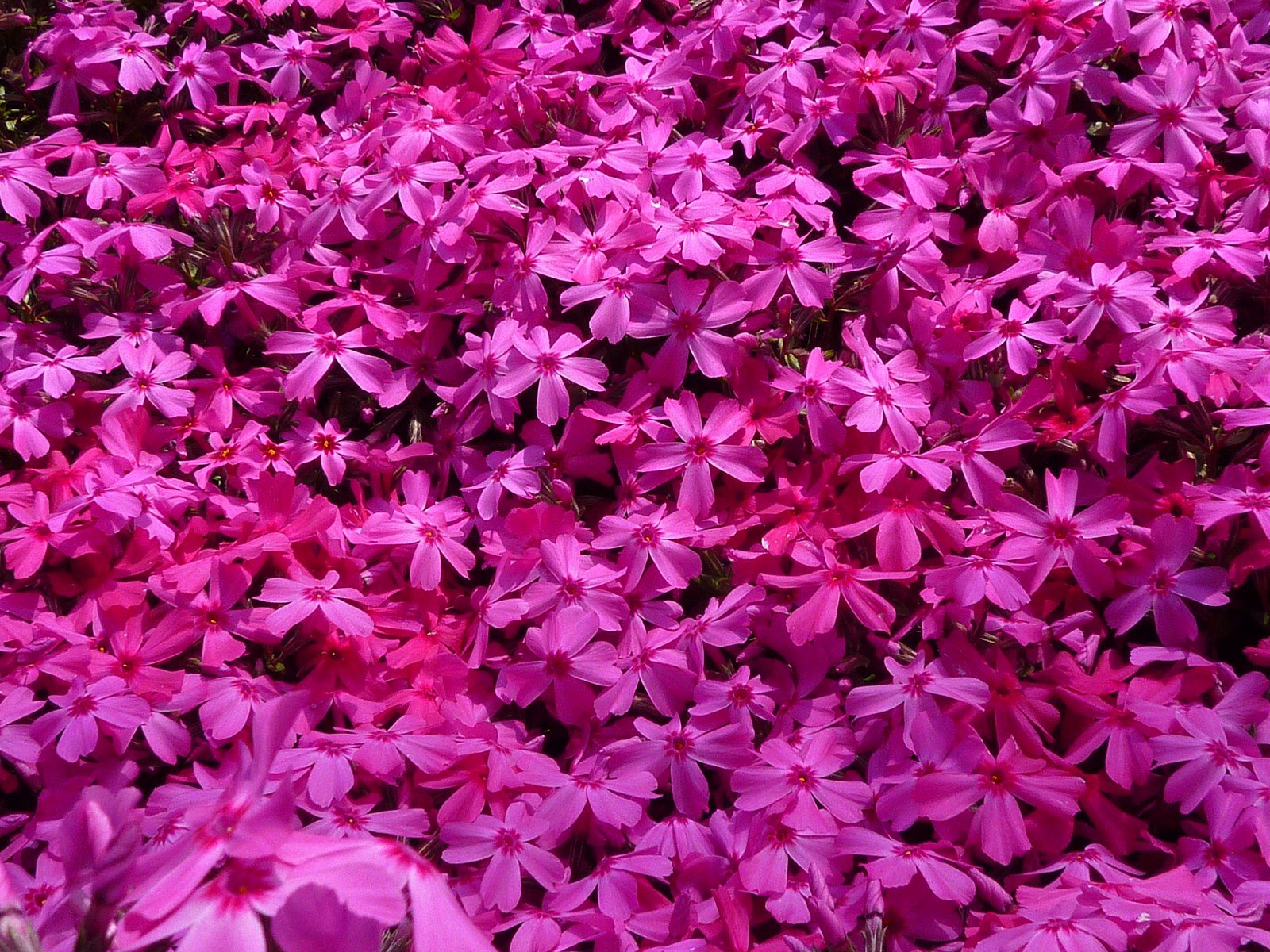 芝【桜】