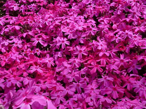 芝【桜】