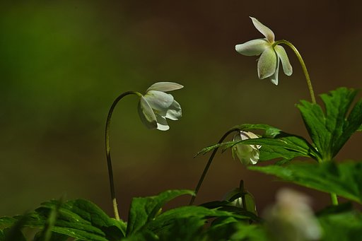 イチリンソウ？