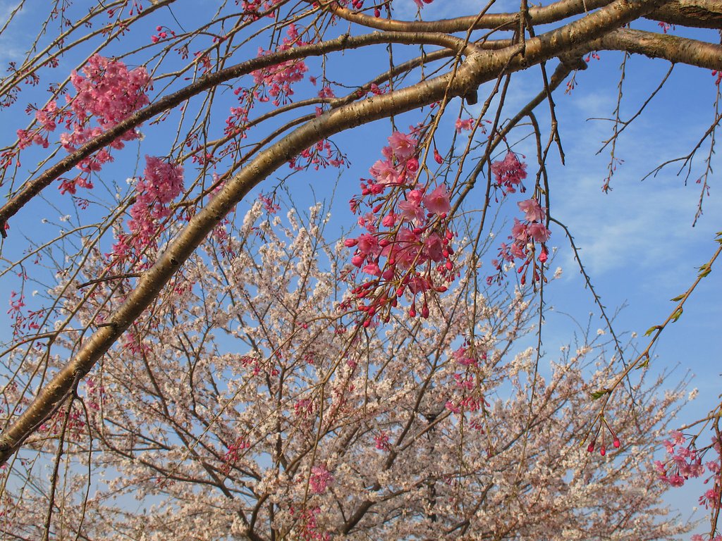 花桃と桜