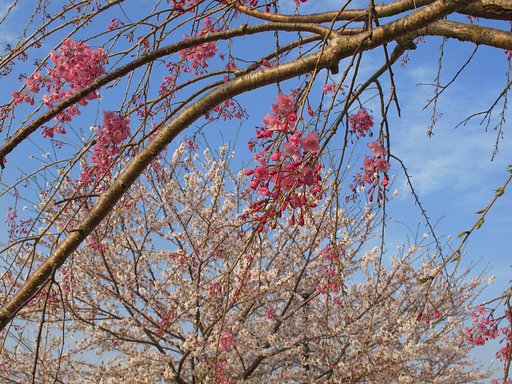 花桃と桜