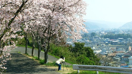 【桜】撮る人を撮る