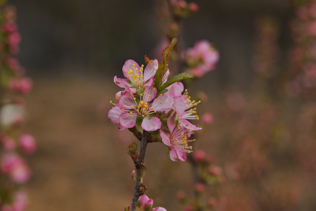 濃いピンクの花
