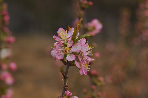 濃いピンクの花