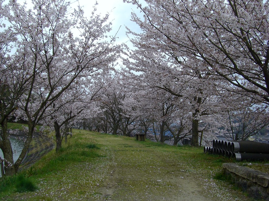 まだ散っていません