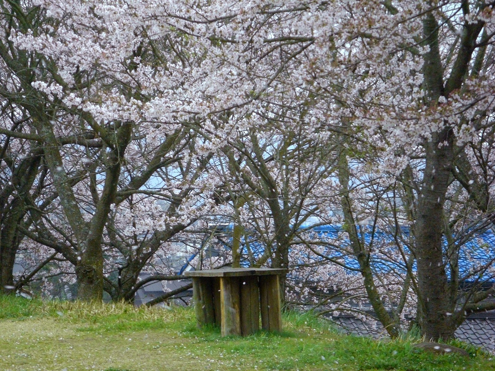 【桜】吹雪