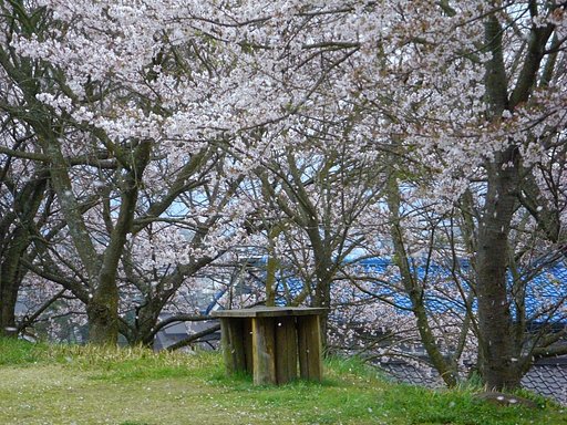 【桜】吹雪