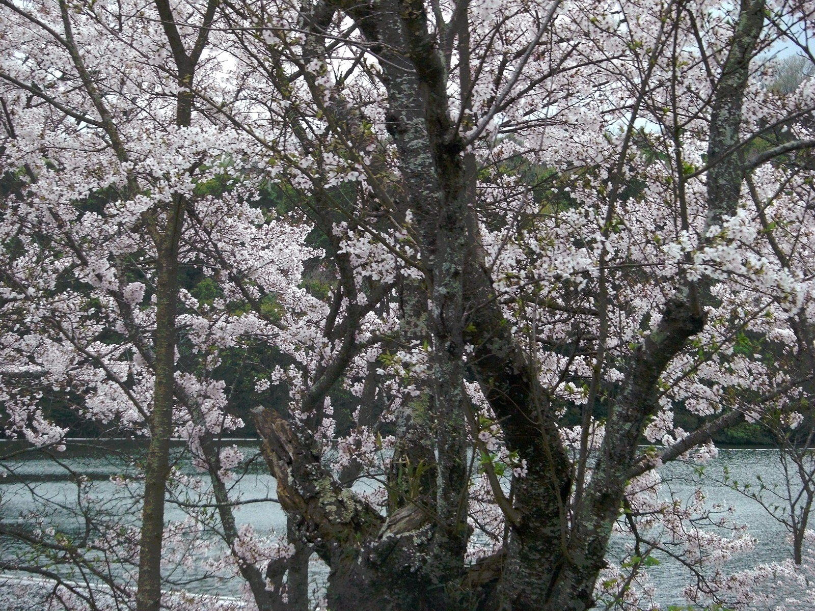 広島県ため池百選