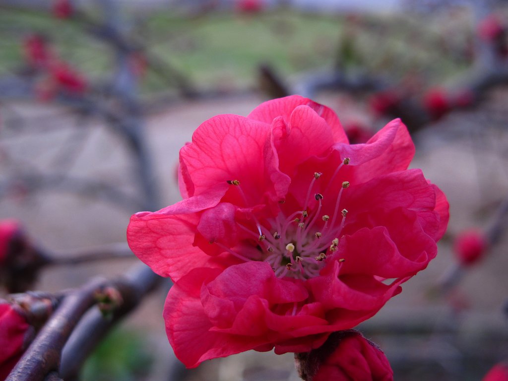 花桃