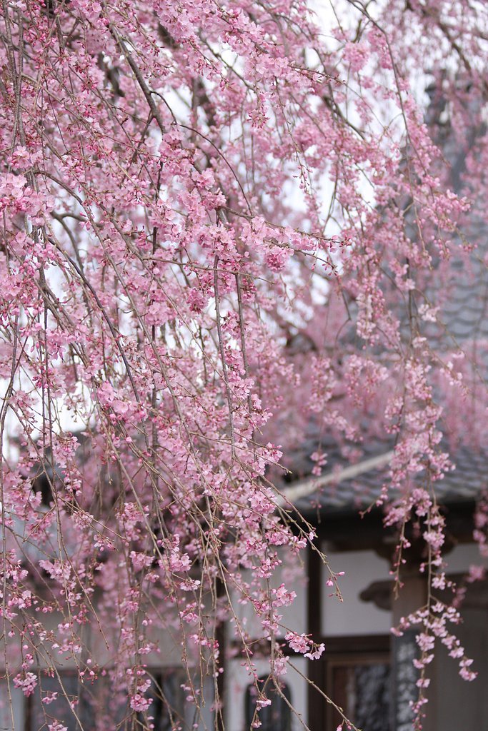 流れ落ちる桜