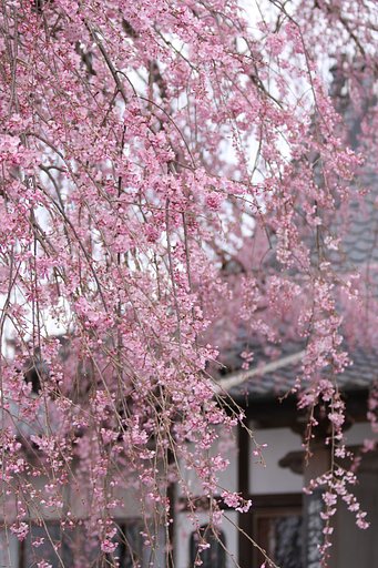 流れ落ちる桜