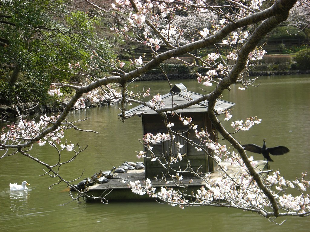 サクラかも、亀かも、川鵜かも・・・。