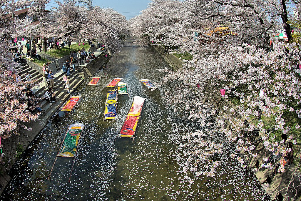 散【桜】