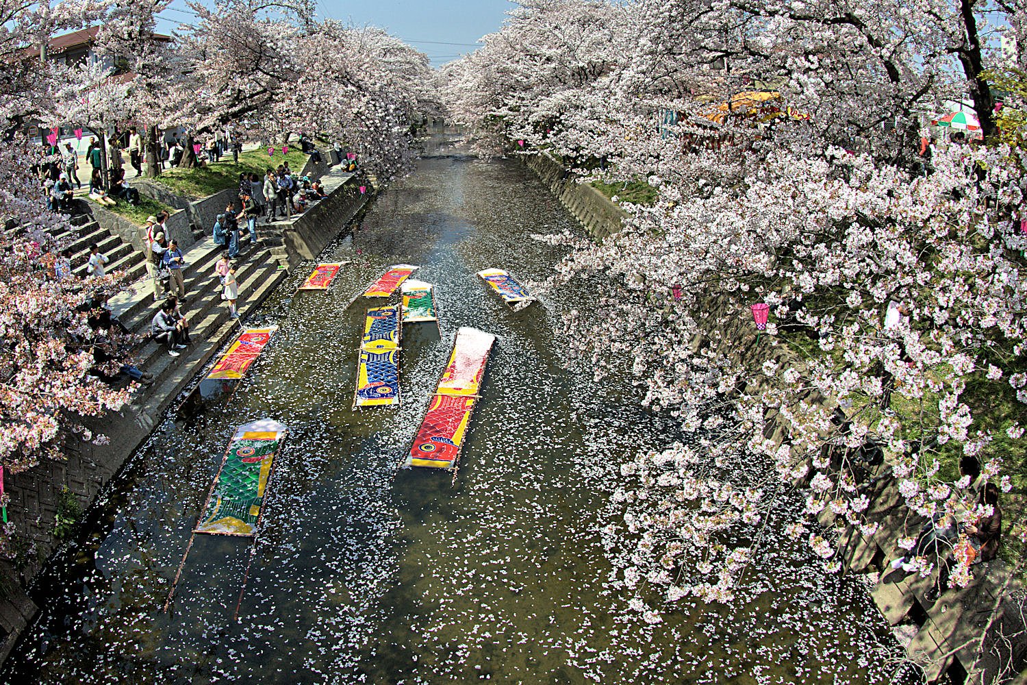 散【桜】