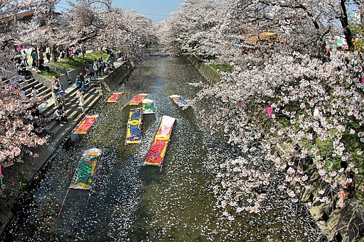散【桜】