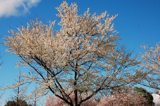 桜