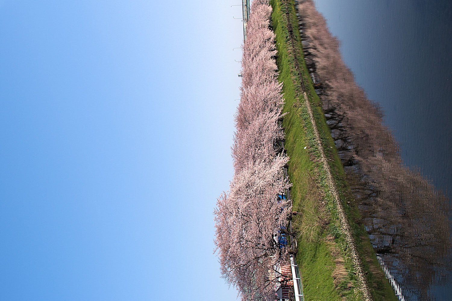 【桜】五条川（清須市）