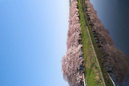 【桜】五条川（清須市）