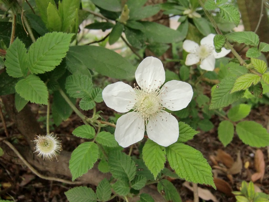 野いちごですかね？