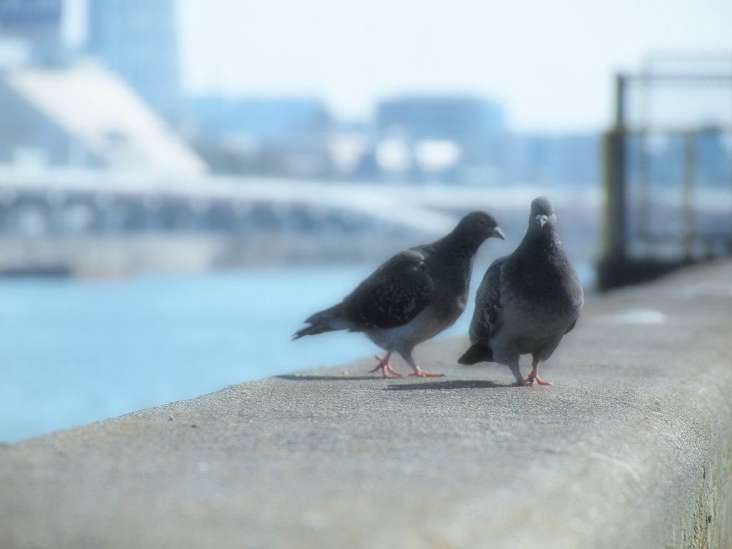誘惑