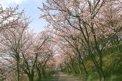 桜トンルル