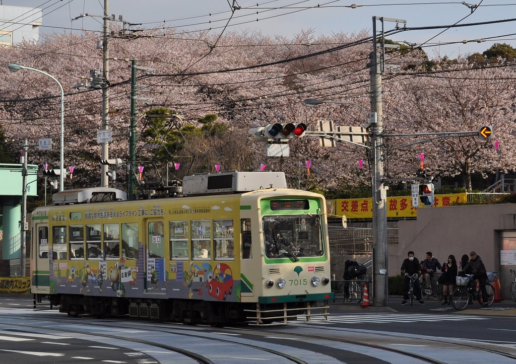 【桜】桜と都電