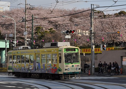 【桜】桜と都電