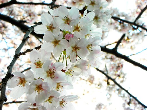 桜花はじけて