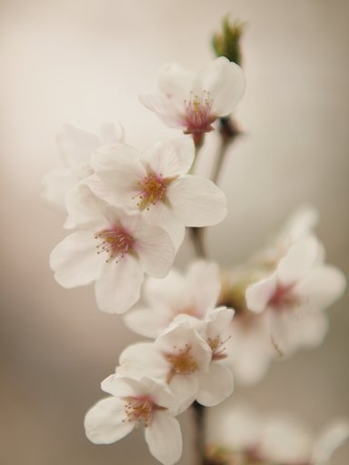 【桜】 ポートレート