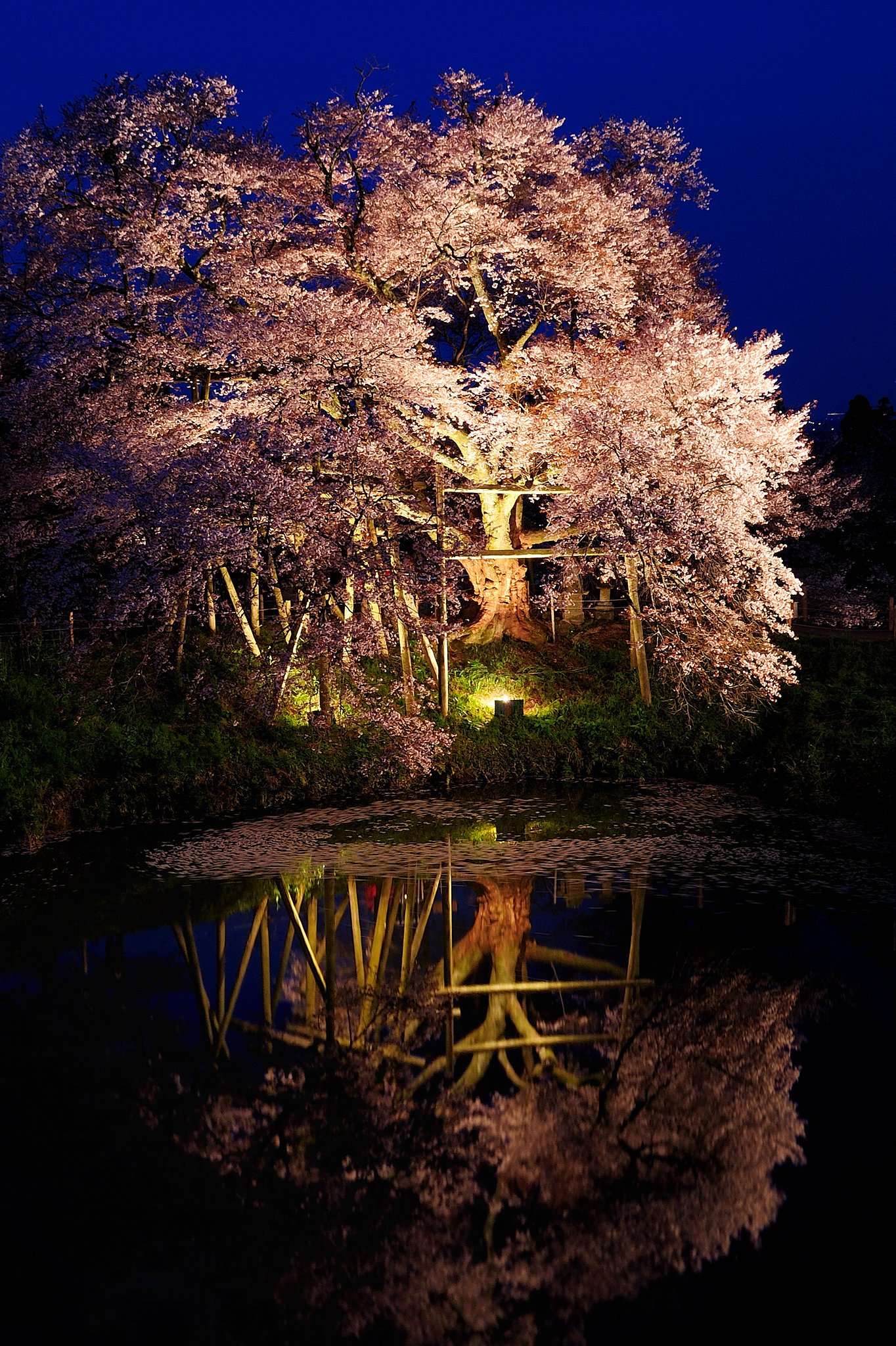 浅井の一本桜2010