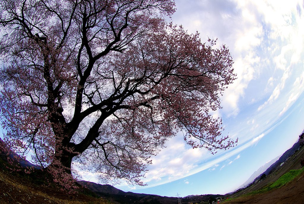 王仁塚の【桜】
