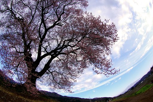王仁塚の【桜】