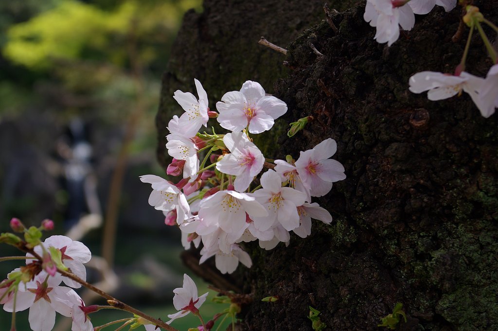 あと何回桜を