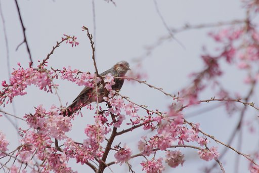 ヒヨドリも花見