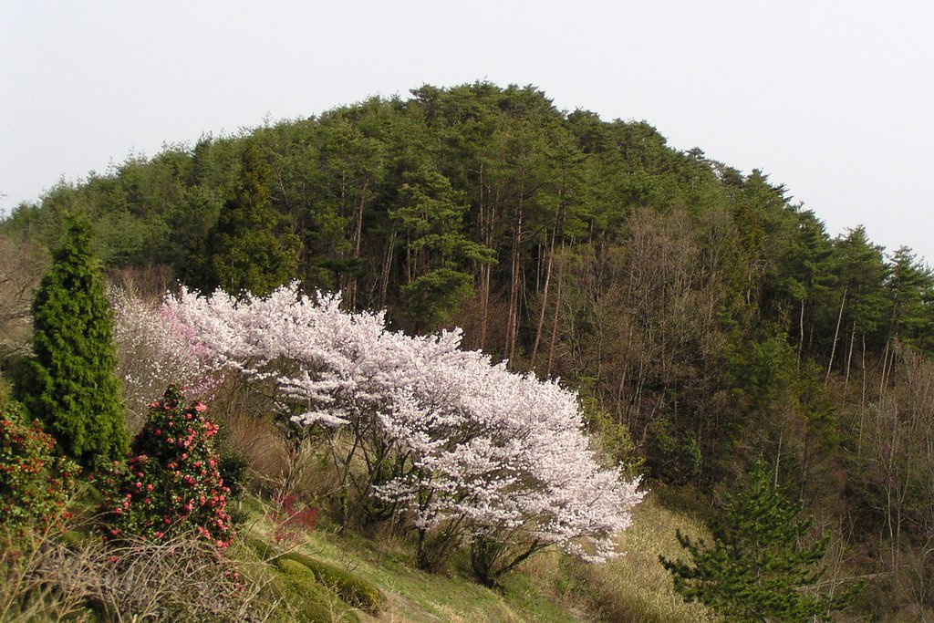独り占め【桜】