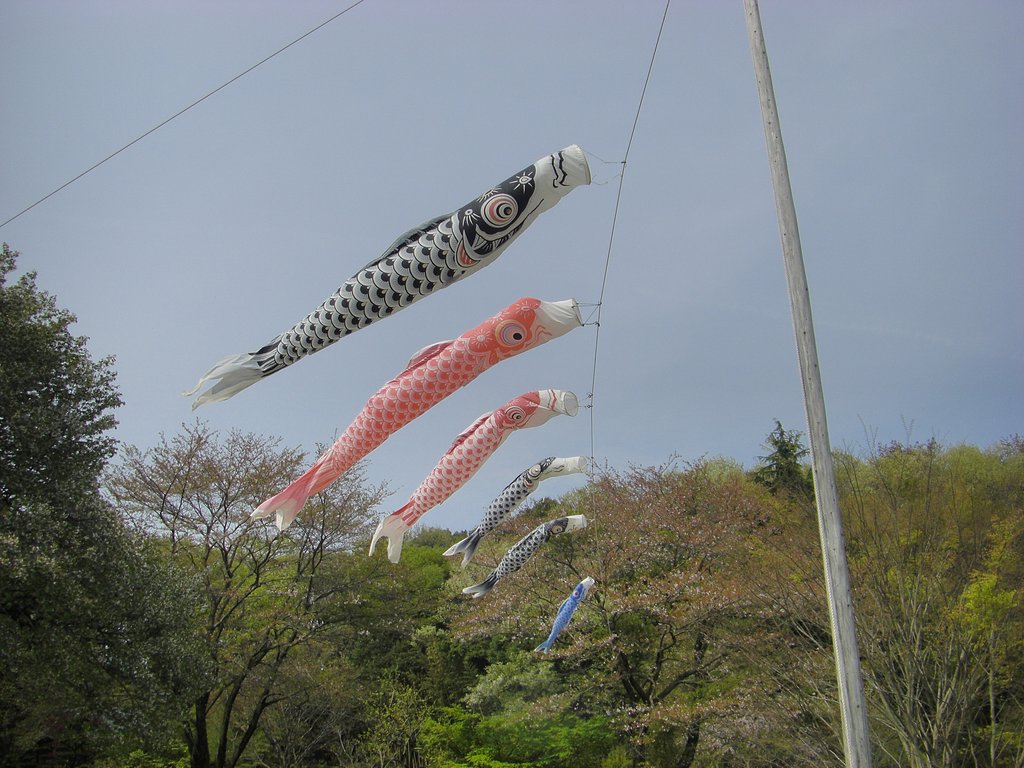 ♪高く泳ぐや鯉のぼり〜♪
