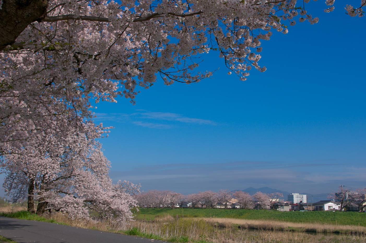 櫻と桜川と筑波山・・・