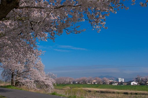 櫻と桜川と筑波山・・・