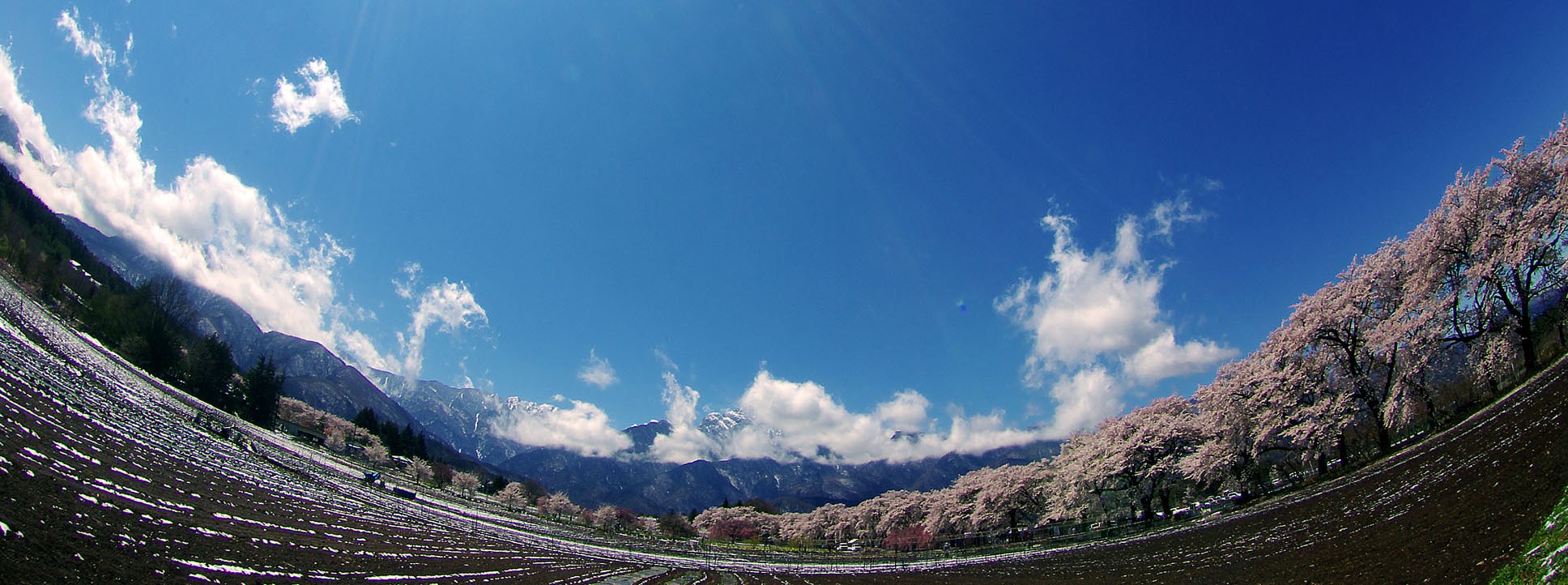 真原【桜】並木