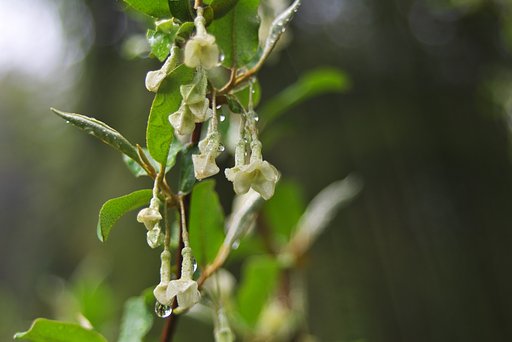 グミの花